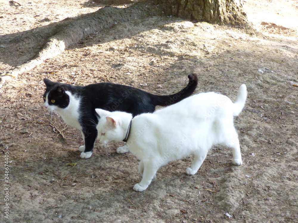 Chat Chat