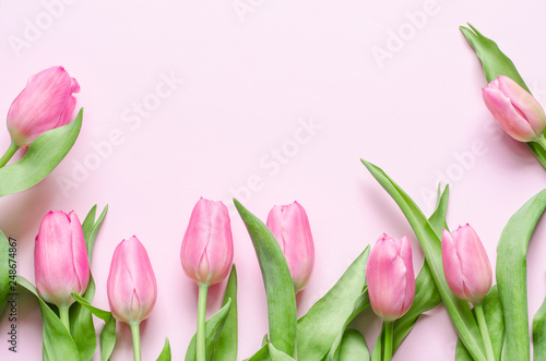 Pink tulips on the pink background. Flat lay, top view.