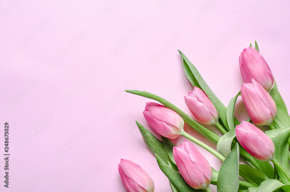 Pink tulips on the pink background. Flat lay, top view.