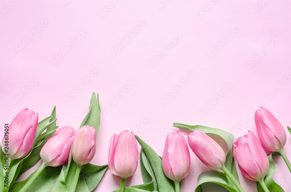 Fototapeta premium Pink tulips on the pink background. Flat lay, top view.