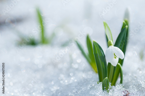 Photos Beautifull snowdrop flower growing in snow in early spring forest