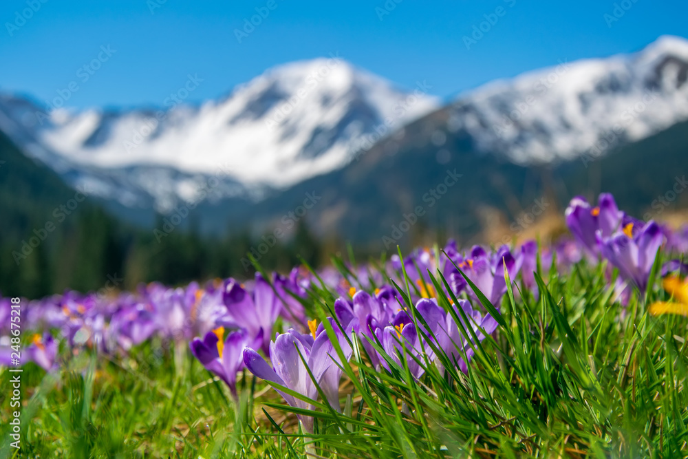 Beautiful meadow with blooming purple crocuses on snowcaped mountains background