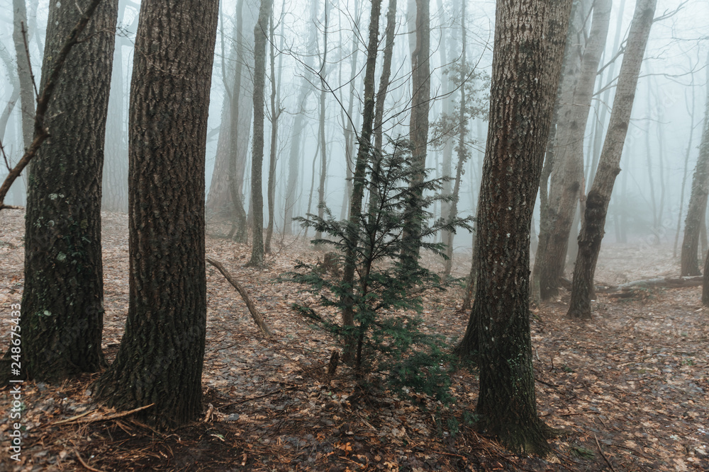 Obraz premium fog in a fabulous mountain forest