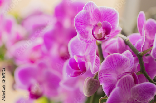 retty Blooming Purple Orchid flower - Image. © Fototocam