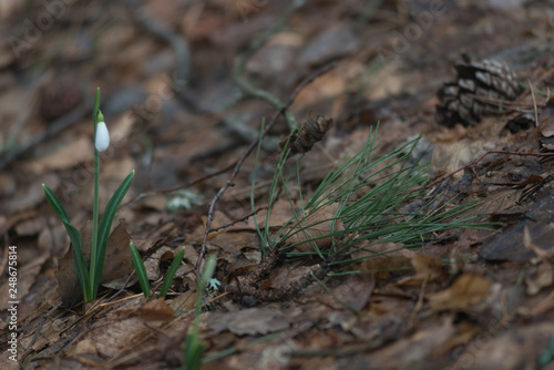 snowdrops in the forest in spring and winter