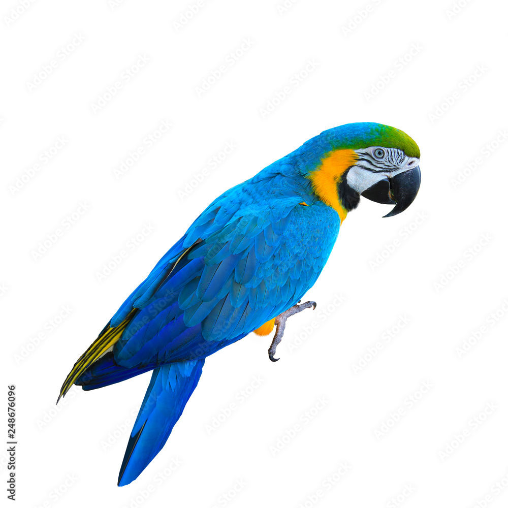 Ara ararauna. Blue-yellow macaw parrot. Isolated on the white
