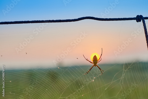 Garden Spider photo