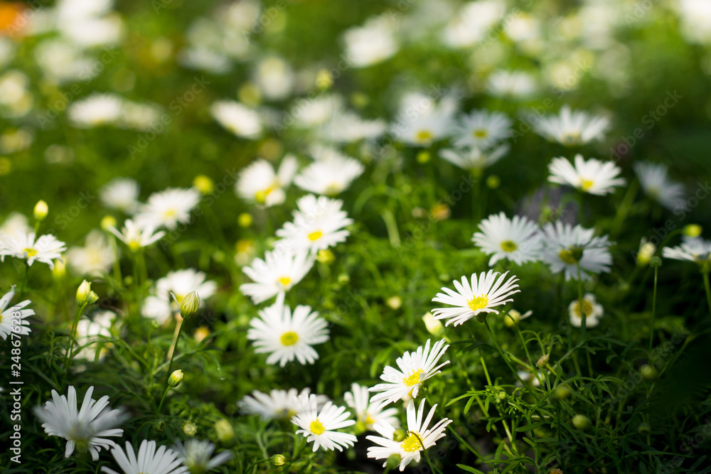 Lots of fresh garden flowers in a flower market, spring time concept, gardener shopping, march, april, may, summer, summer plants Lots of fresh garden flowers in a flower market, spring time concept, gardener shopping, march, april, may, summer, summer plants
