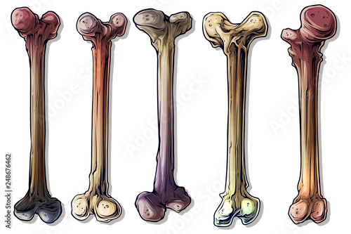 Detailed graphic realistic colorful different isolated human bones. On white background. Vector icon set.