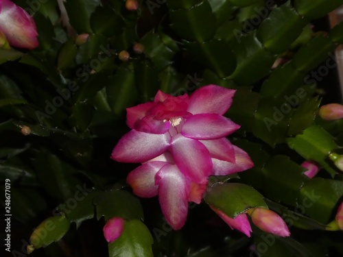 pink blossom of a christmas cactus