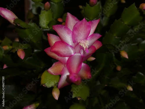 pink blossom of a christmas cactus