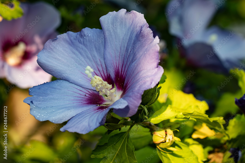 Blauer Hibiskus Blauer Hibiskus