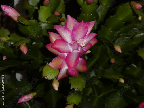 pink blossom of a christmas cactus