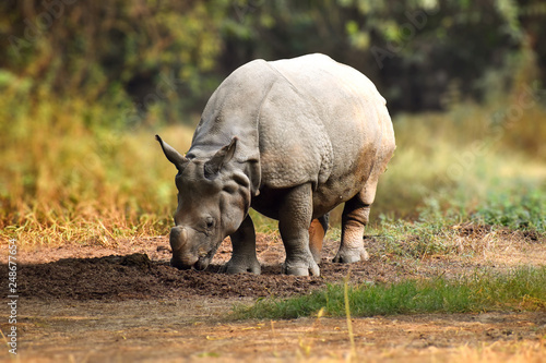 Rhinoceros in the wild