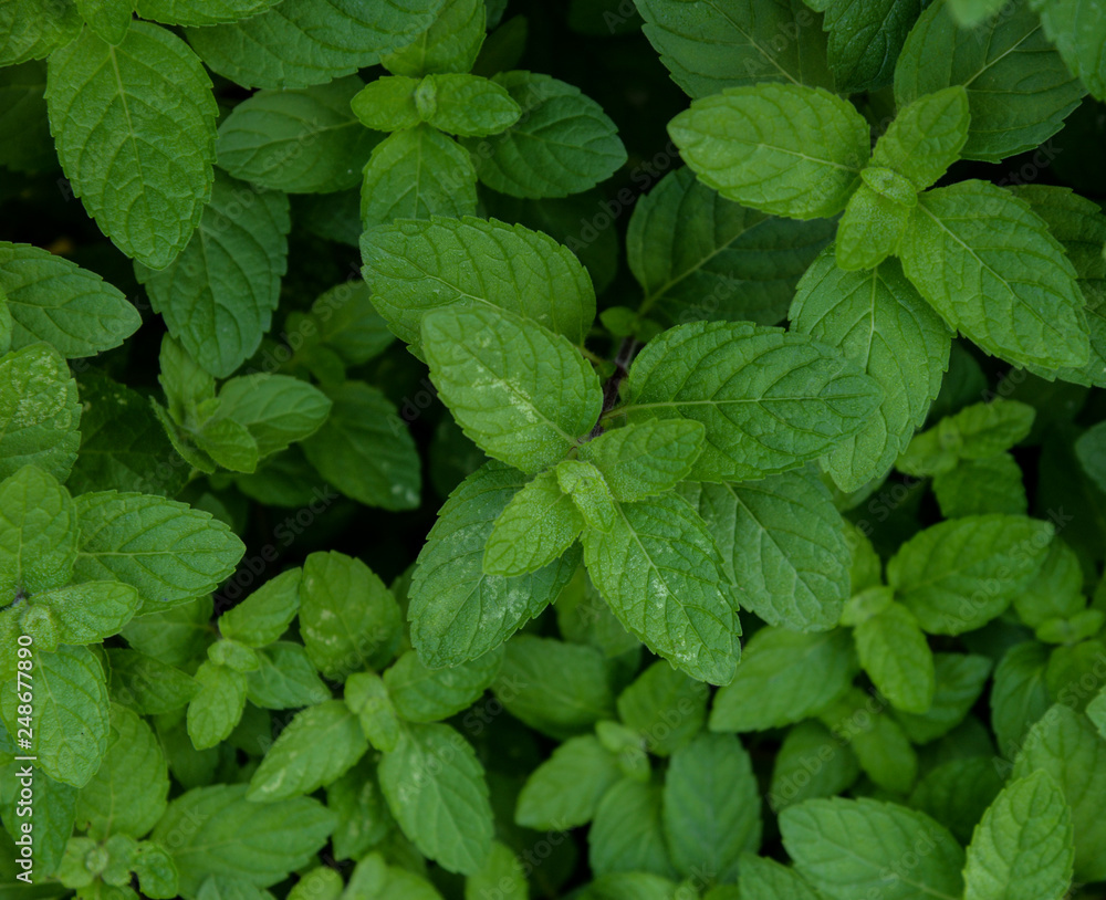 peppermint background peppermint background