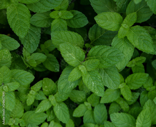 peppermint  background © supia