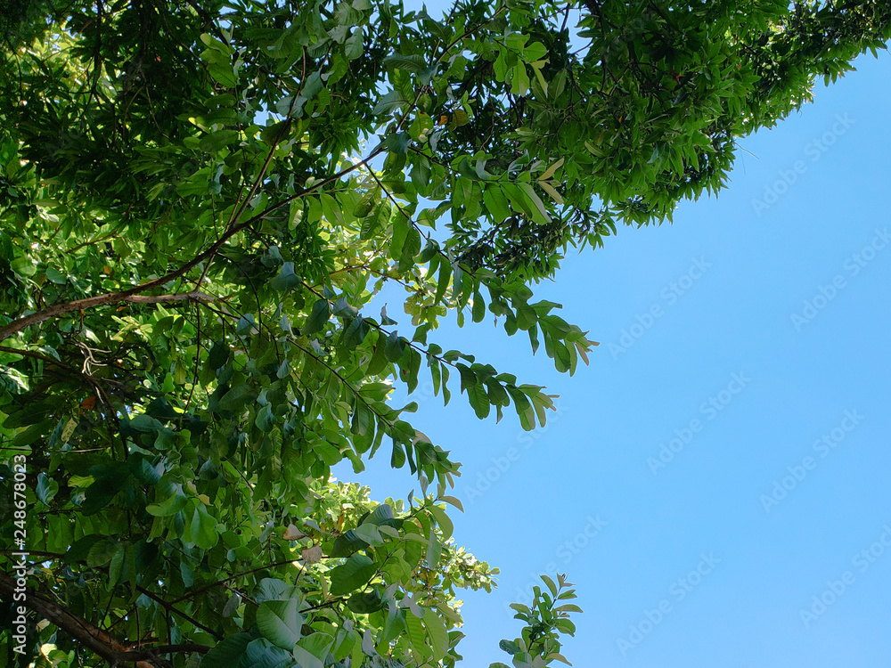 Fototapeta premium green leaves and blue sky