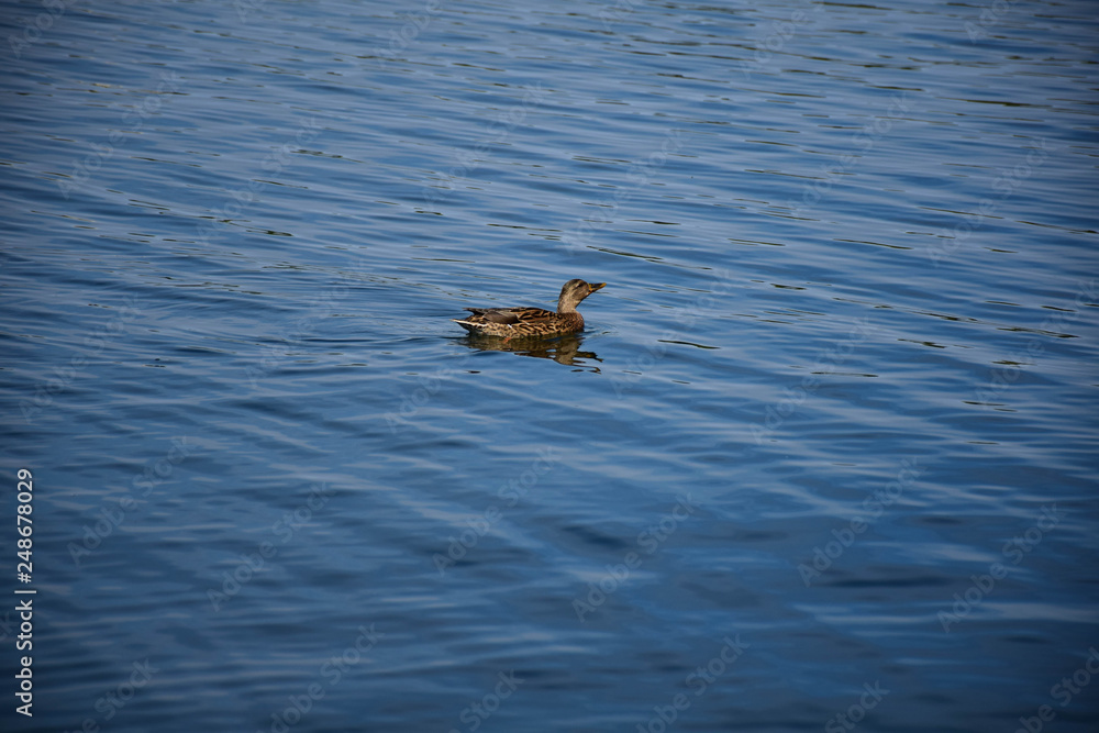 Obraz premium Duck chilling in the lake