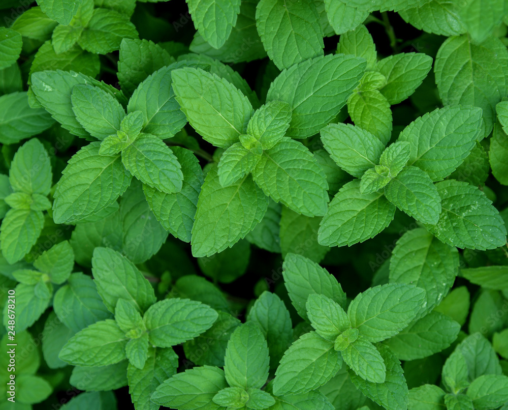 peppermint and background peppermint and background