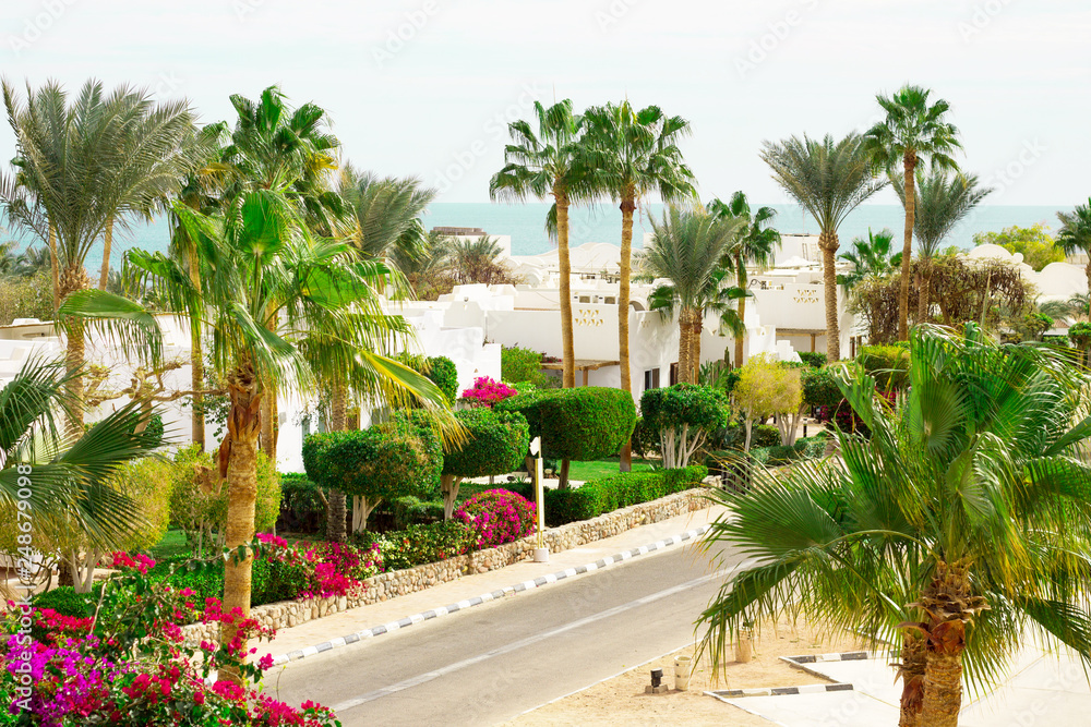 Resort beach with palm tree at the coast shore of Red Sea in Sharm el Sheikh, Sinai, Egypt.