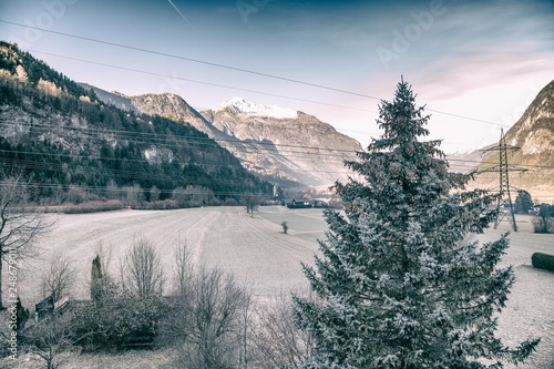 Pine tree in a winter landscape at sunrise