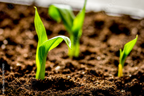 Concept appearance of life - sprout from soil close up