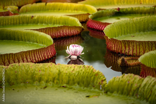Waterlilies Victoria That the big of lotus in phitsanulok province of Thailand