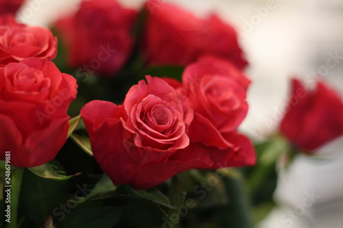 Pink blooming roses. Valentine's Day, pink roses