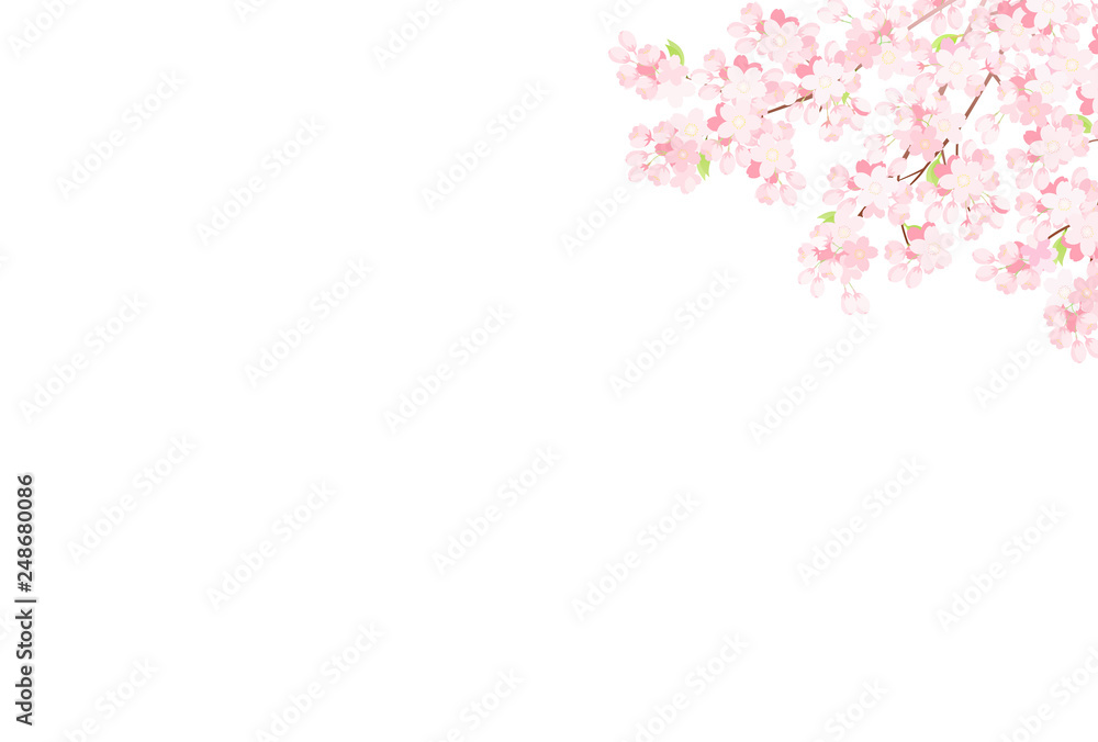 桜 背景イラスト 桜 背景イラスト