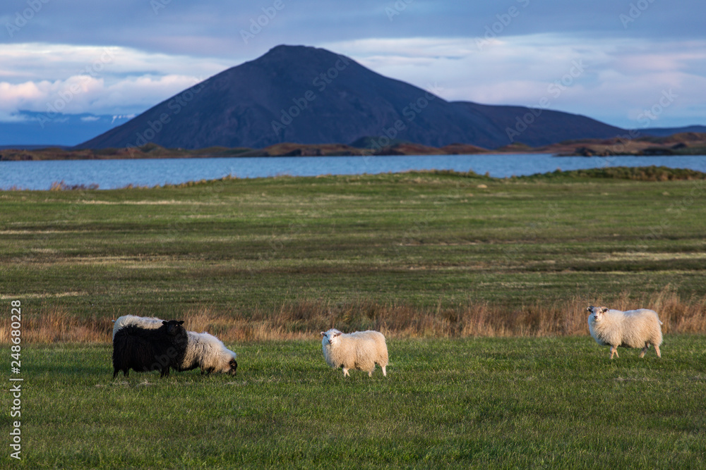 A ram and a sheep on the green pastures of Iceland. Beautiful summer landscape with domestic farm animals