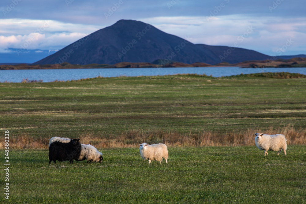 Obraz premium A ram and a sheep on the green pastures of Iceland. Beautiful summer landscape with domestic farm animals