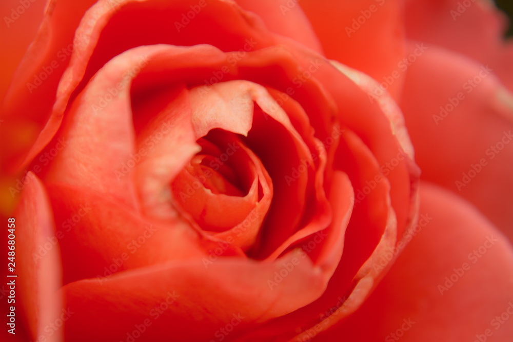 Details of rose Details of rose