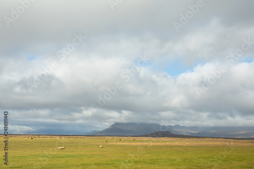 A ram and a sheep on the green pastures of Iceland. Beautiful summer landscape with domestic farm animals