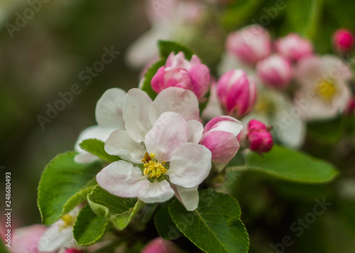 Apple flowers closeup