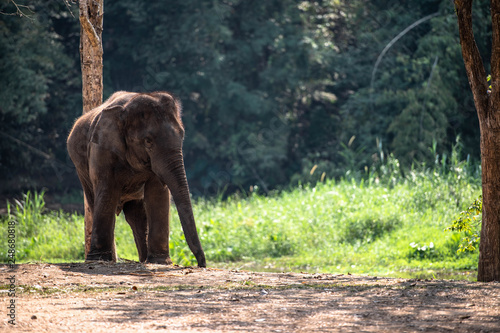 Thai elephants and artistic talents