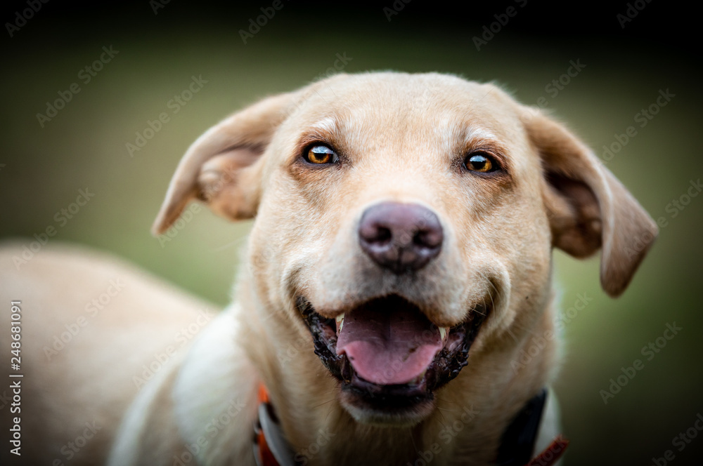 The Labrador The Labrador
