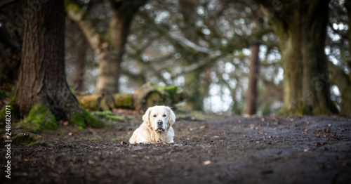 The Golden Retriever