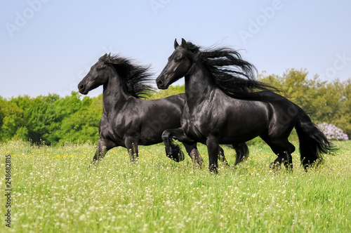 Friesian horses running with waving manes in a meadow in spring, Germany