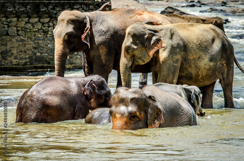 Elephant family while swimming in the Pinnawala Nature Reserve. Sri Lanka. Elephant family while swimming in the Pinnawala Nature Reserve. Sri Lanka.
