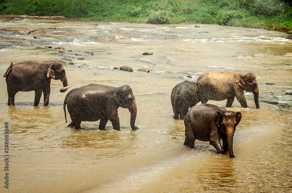 Elephants enjoy a swim in the Pinnawala Reserve. Sri Lanka. Elephants enjoy a swim in the Pinnawala Reserve. Sri Lanka.
