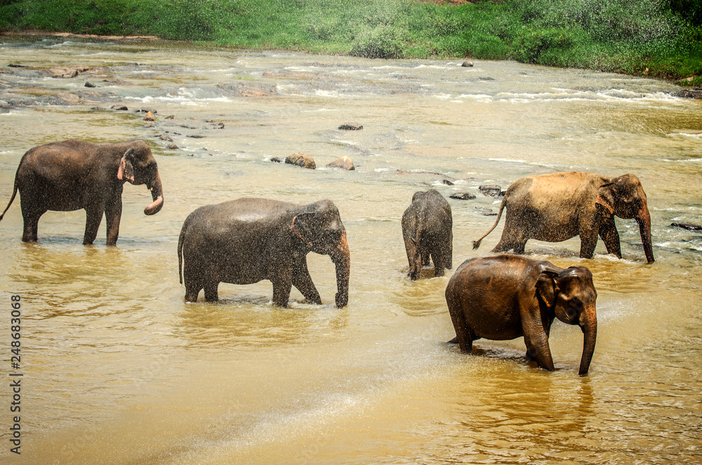 Bathing elephants in the Pinnavela nature reserve. Sri Lanka. Bathing elephants in the Pinnavela nature reserve. Sri Lanka.