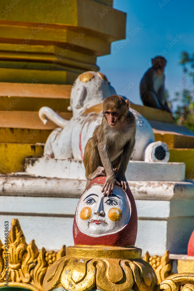 Fototapeta premium Affen am Mount Popa