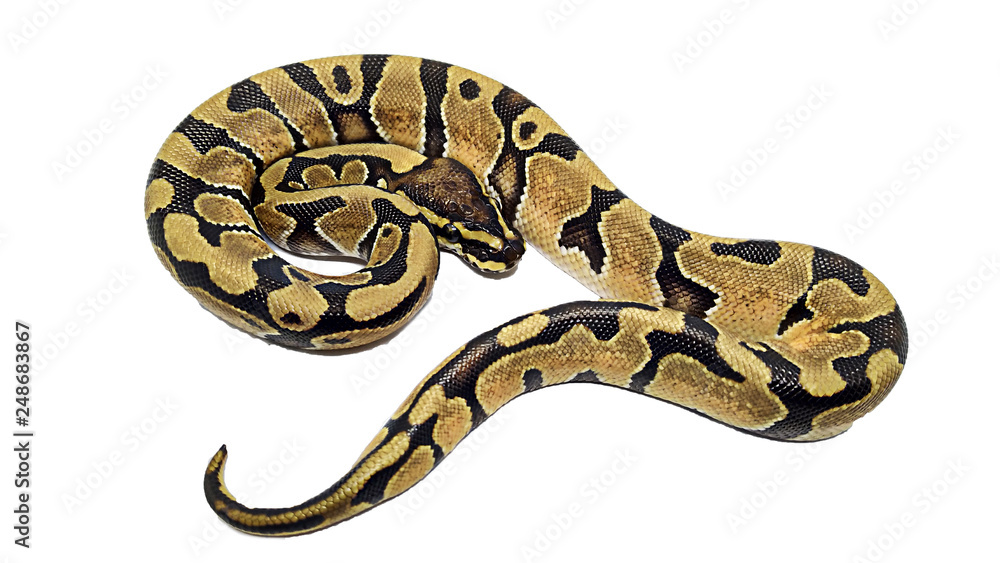 Big snake isolated on white background Big snake isolated on white background