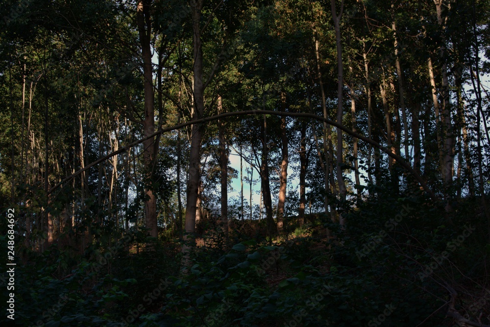 Obraz premium forest in summer
