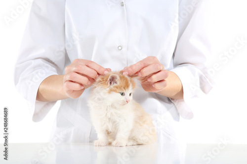 Veterinarian with kitten on white background