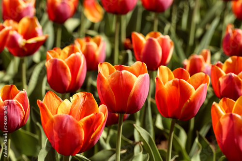 Fresh tulip flowers in the garden © 5second