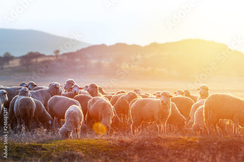 A herd of sheep on pastures at sunset photo