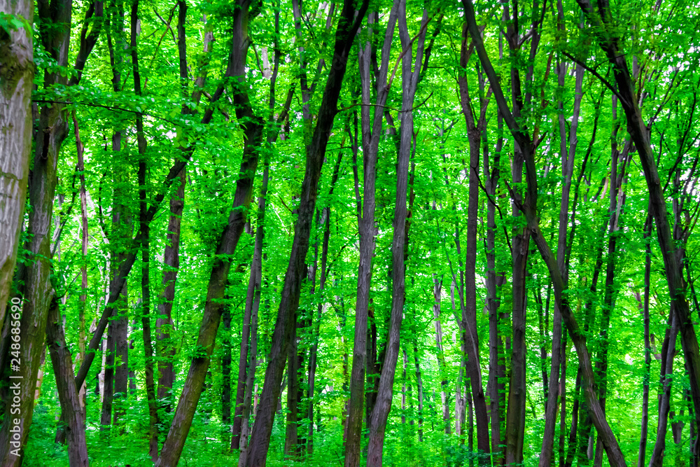 Deciduous forest in spring. Natural background Deciduous forest in spring. Natural background