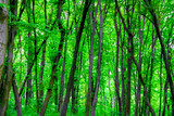 Deciduous forest in spring. Natural background
