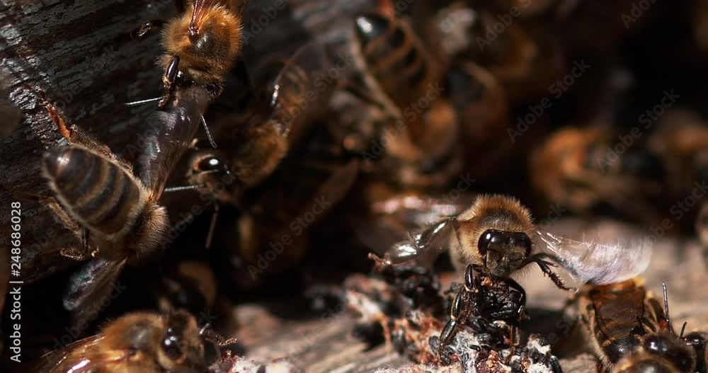 Stockvideo European Honey Bee, apis mellifera, Bees standing at the